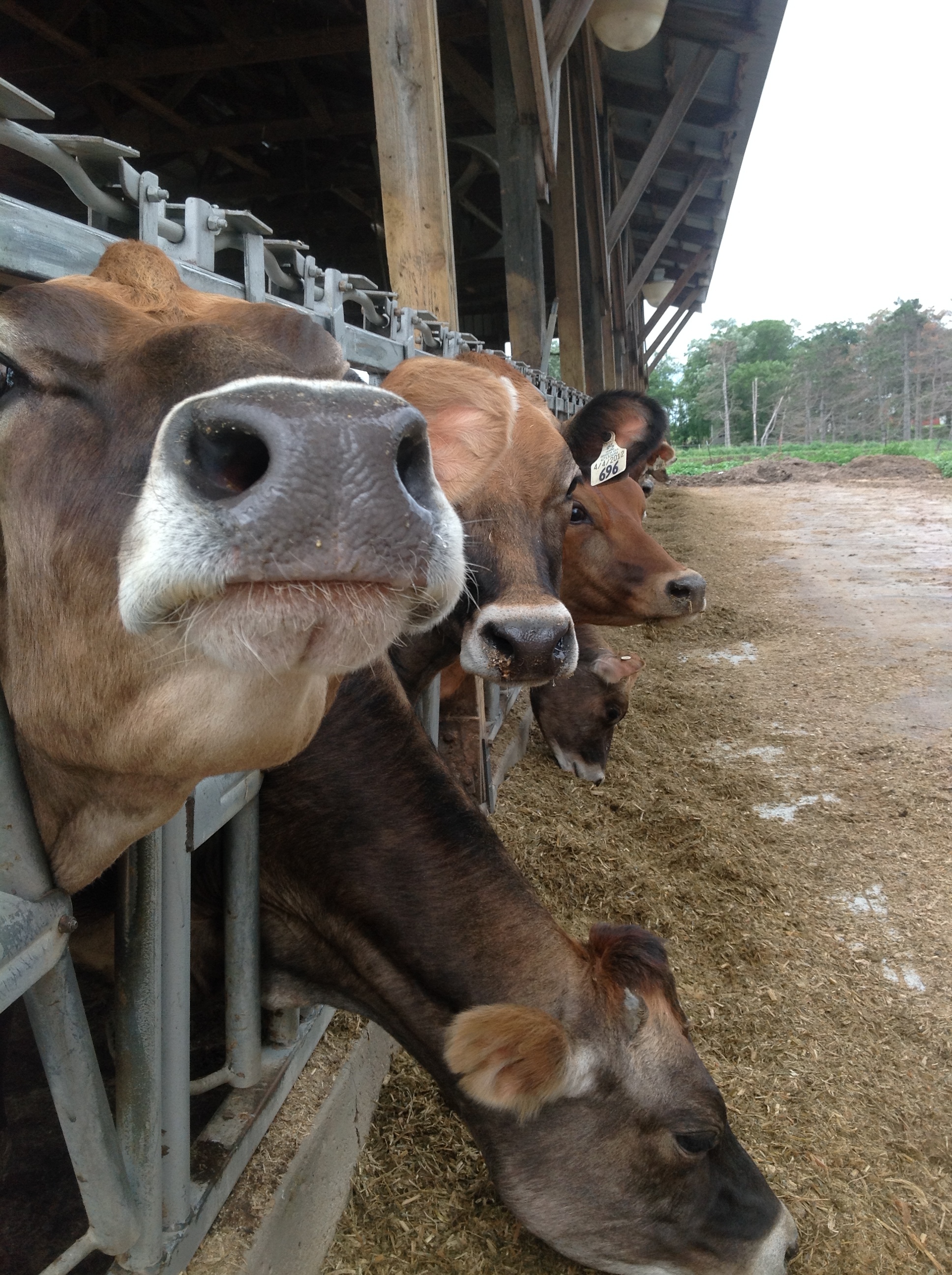 Livestock: